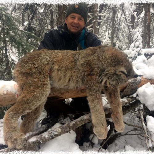 Zbigniew was also able to harvest this beautiful lynx on his cat hunt this December.